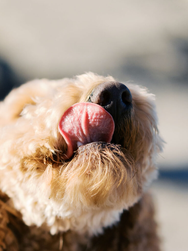 Close up of dog sticking tongue out