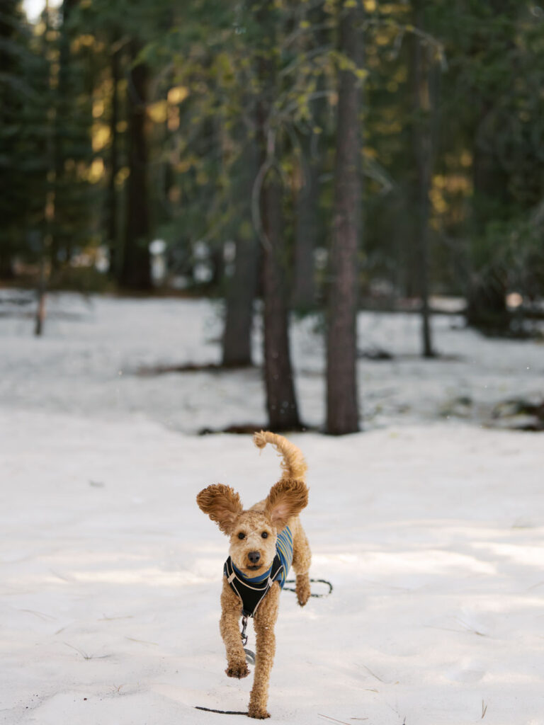 Labradoodle dog running towards camera in lake tahoe pine tree area