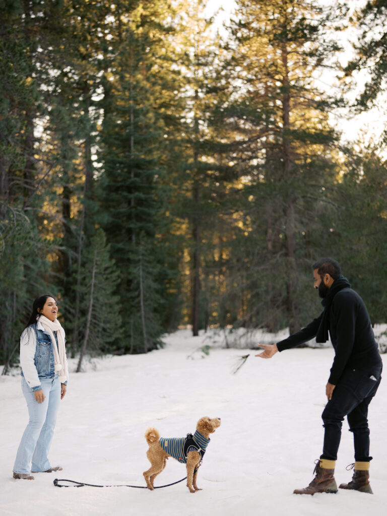 Couple playing with theis labradoodle dog with pine tree leaves