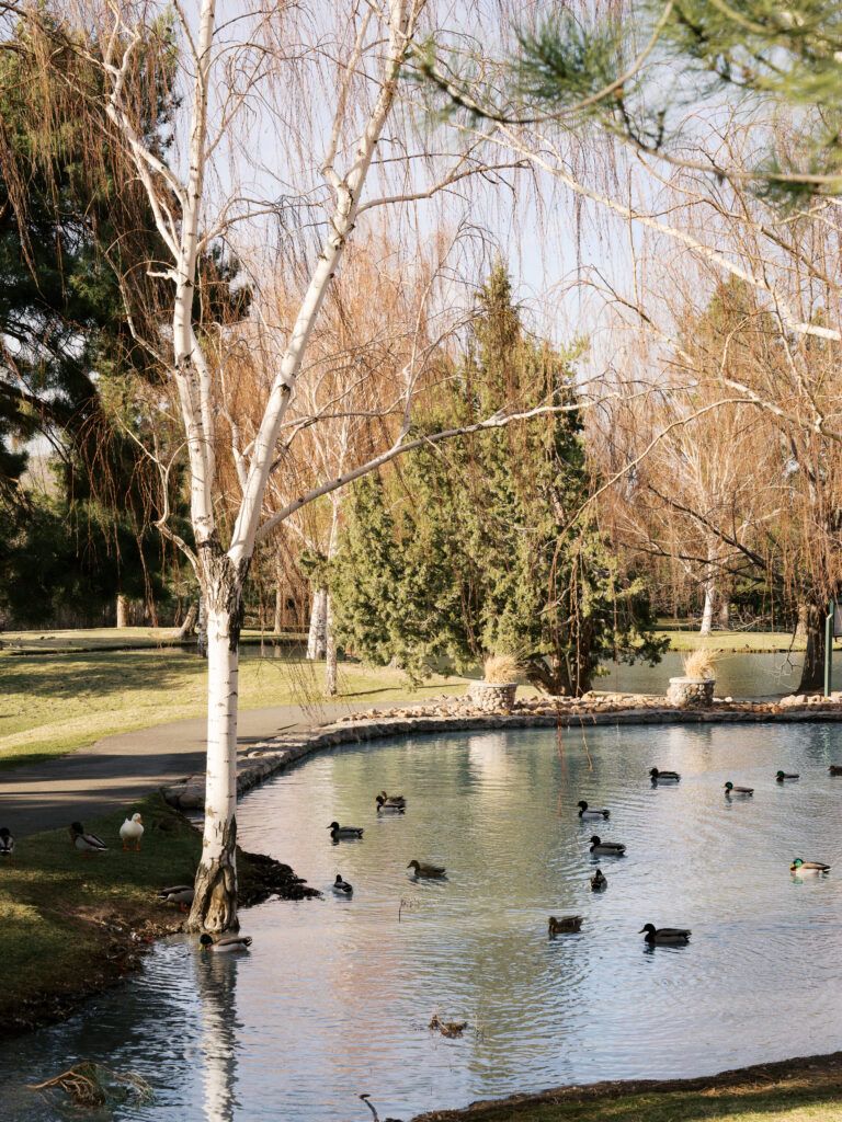 Scenery photo of a small lake with ducks captured by a Reno photographer in a couples session